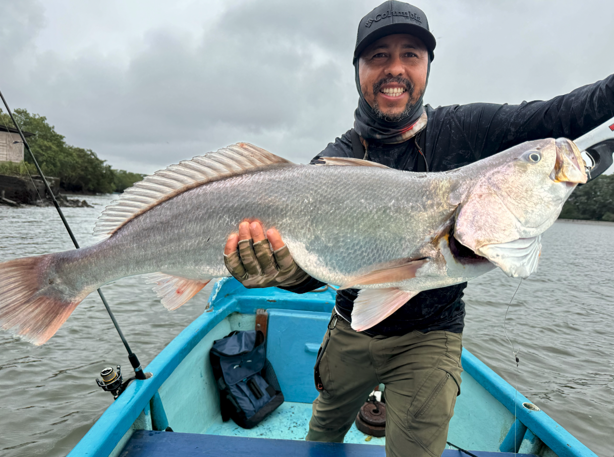 Canbra pesca Corvina